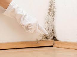 Mold Documentation for Insurance Claims in Jackson, GA